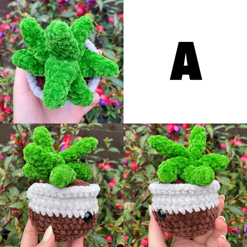 Image of Crochet Plants