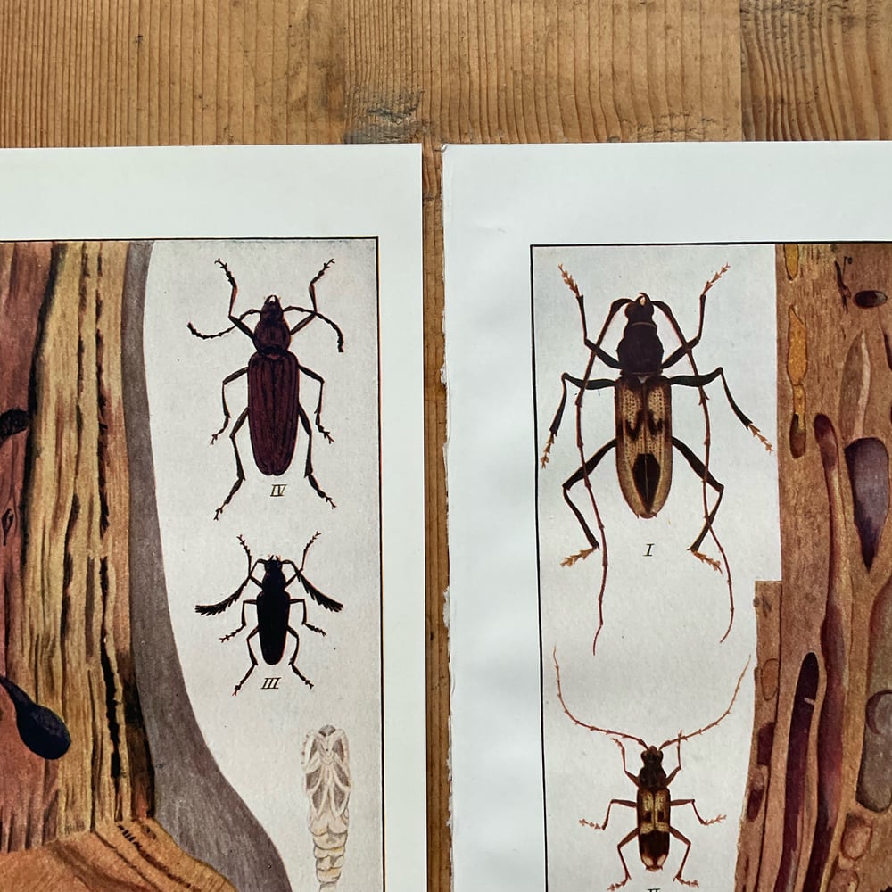 Image of Wood Bugs