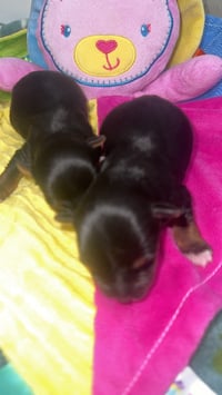 Image 5 of Mocha & Kash SMALL Traditional Yorkie Girl