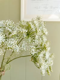 Image 1 of Cow Parsley Stems ( Set of 3 )