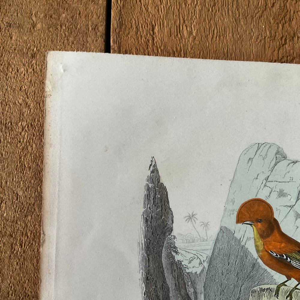 Image of Bird Picture no.2