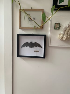 Image of Little Forest bat framed specimen . Faux taxidermy 