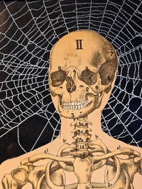 Image 3 of ANTIQUE ANATOMICAL COLLECTION - Preserved web  - A 