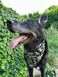 Image 1 of Suspicious Kitty Bandana