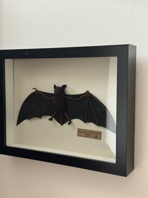 Image of Goulds wattled bat 2 faux taxidermy 