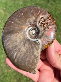 Image 16 of Purple - Rainbow Iridescent Ammonite Shell Fossil | Madagascar #2895