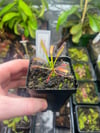 Drosera capensis 'Wide Leaf'