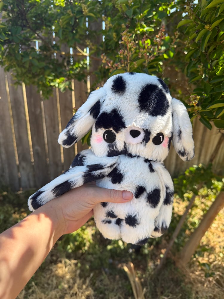 Image of dalmation baby