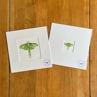 Luna Moth Giclee Print