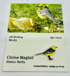 Citrine Wagtail - No.83 UK Birding Pins - Enamel Pin Badge