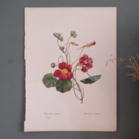 Image 2 of Planches  Anciennes les fleurs de Redouté 