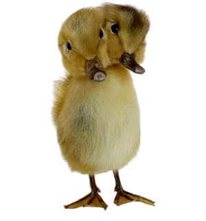 Image of Taxidermy 2 headed Ducklings Pre order