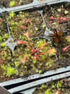 Drosera affinis