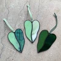 Image 1 of Philodendron Leaves