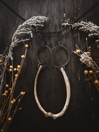 Image 3 of Rib Spirals