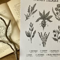 Image 5 of Witch Herbs A4 Print
