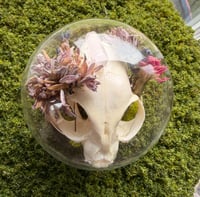 Image 4 of Mossy Rose Quartz Kitty Cloche