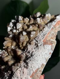 Image 7 of XL SUGARY DOG TOOTH CALCITE -MEXICO- B