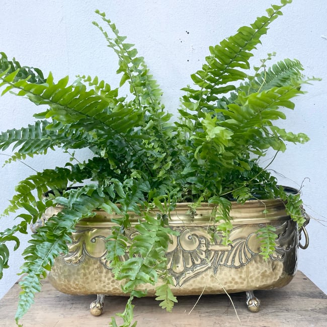Antique brass Jardinier