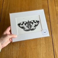 Image 5 of Various 10x8 B/W Butterfly Giclee Prints