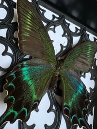 Image 4 of Papilio maackii
