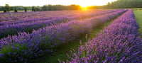 Lavender Mini- Pulaski Sunday July 26th 