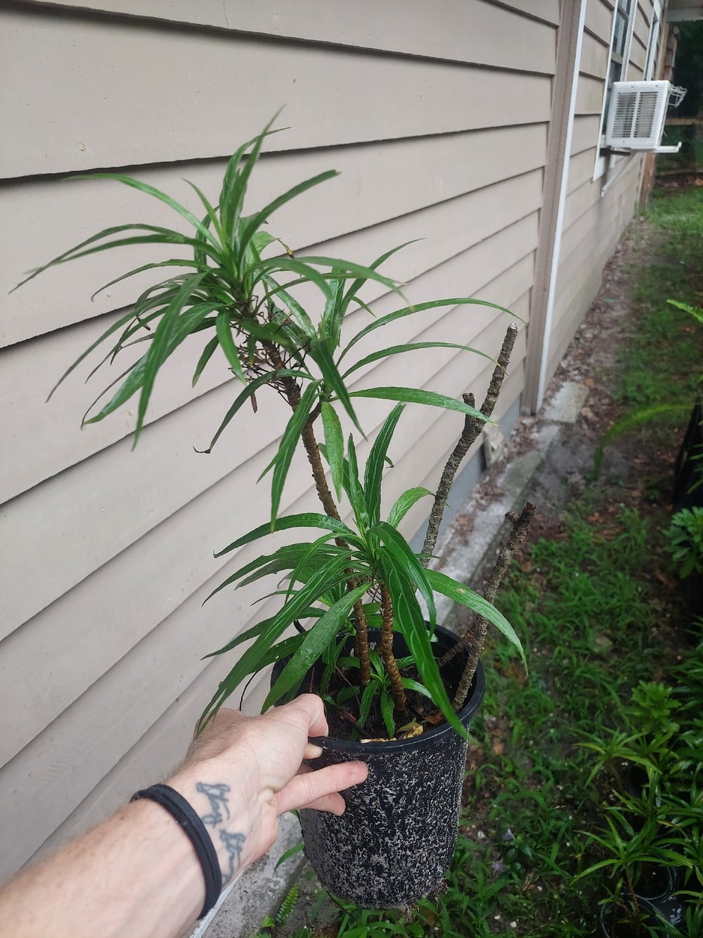 Image of PLANTS Ruellia Brittoniana 🪻🪻🪻🪻🪻