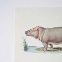 Image 9 of Planches De Bestiaire Du Muséum D'histoire Naturelle -