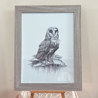Image 1 of Estelle the Black Barn Owl