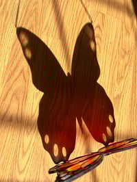 Image 5 of Spring Monarch Butterfly 