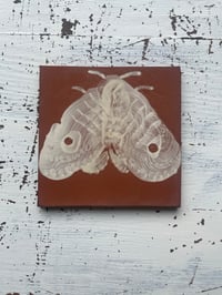 Moth 2