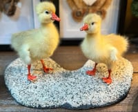 Image 1 of Taxidermy Gosling Pair 