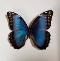 Image 3 of Butterfly Species 