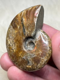 Image 10 of Large Opalized Ammonite Shell Fossil #2415