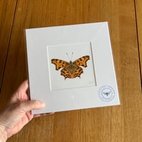 Comma Butterfly Giclee Print