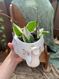 Image 1 of Sea Star Hoya in White/Gold Elephant
