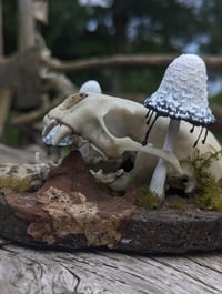 Image 3 of ABTRUSE - Otter Skull Diorama *Faux Skull*