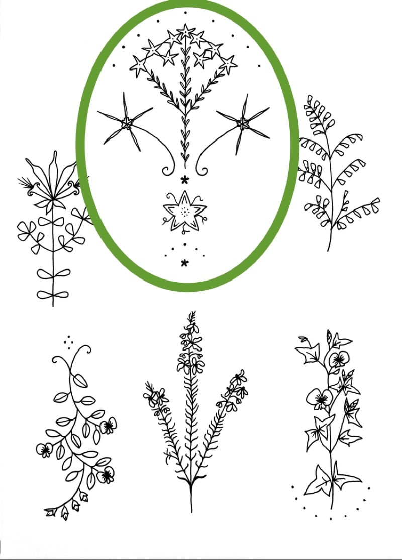 Image of ‘Calytrix tetragona’ tattoo design
