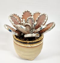 Image 2 of Stained Glass Rounded Leaf Pinky/Purple Succulent 