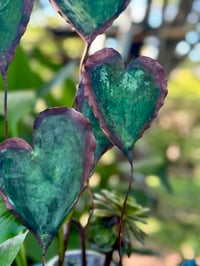 Image 2 of 🩵🌼💚Heart garden 💚🌼🩵