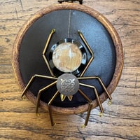Image 3 of Amapnid (b, 3.5 inches) 