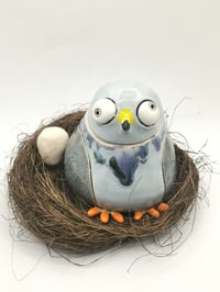 Image 1 of Pigeon 5