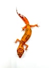 High Contrast Tangerine (Tremper) (4)