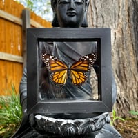 Image 2 of Monarch Butterfly