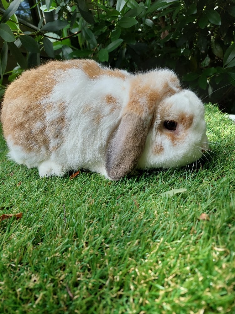Image of Mocha (M)