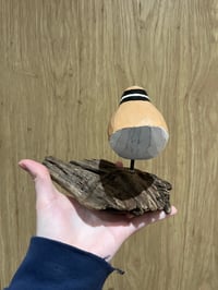 Image 3 of Ringed Plover