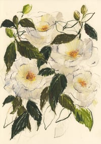 Camellia study