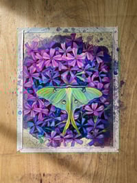 Image 2 of Lilac Luna 