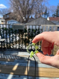 Image 2 of Claw Necklace Pendant 🐉