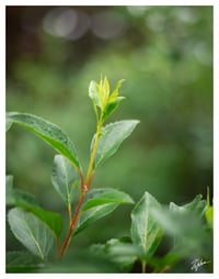 PRINT: GREEN FORSYTHIA